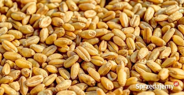 sprzedam pszenice opolskie