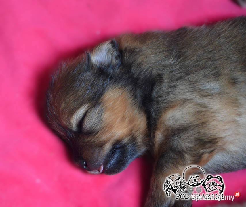 Szczeniaki pomeranian do rezerwacji Pruszcz Gdański