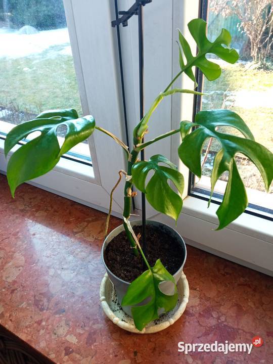 Filodendron szczawik monstera i inne Zielone