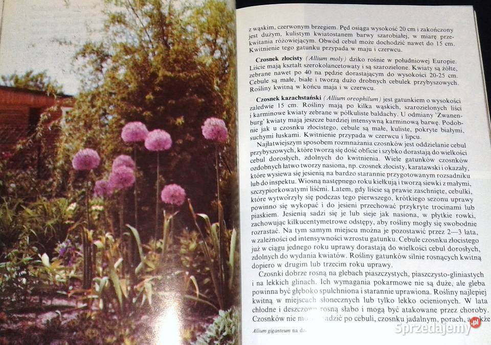 Kwitnące cebule Ozdobne rośliny cebulowe i miękka Pozostałe Chełm
