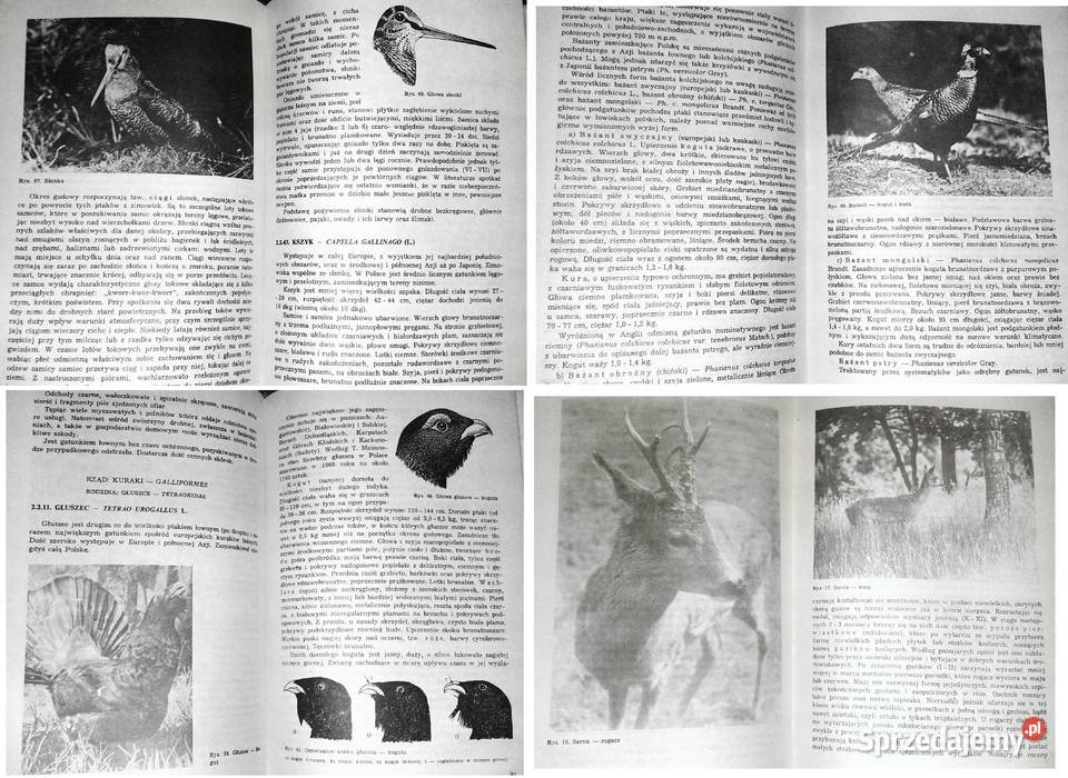 Gospodarstwo Łowieckie Haber Pasławski Chełm sprzedam