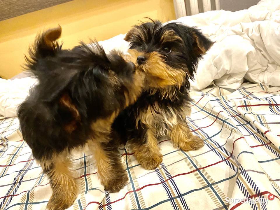 Yorkshire terrier sprzedam