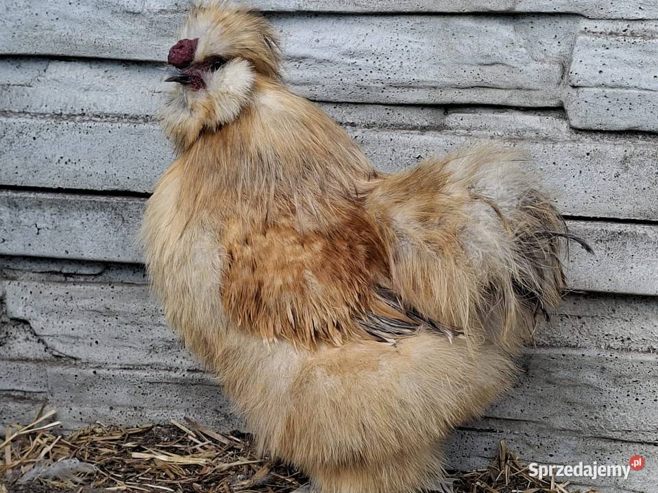 Jajka lęgowe stadzie ze zdjęć Łochów