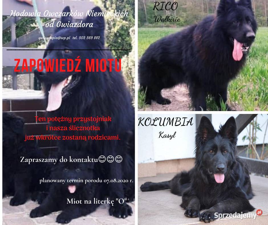 Owczarek niemiecki czarny długowłosy Kuśnie sprzedam