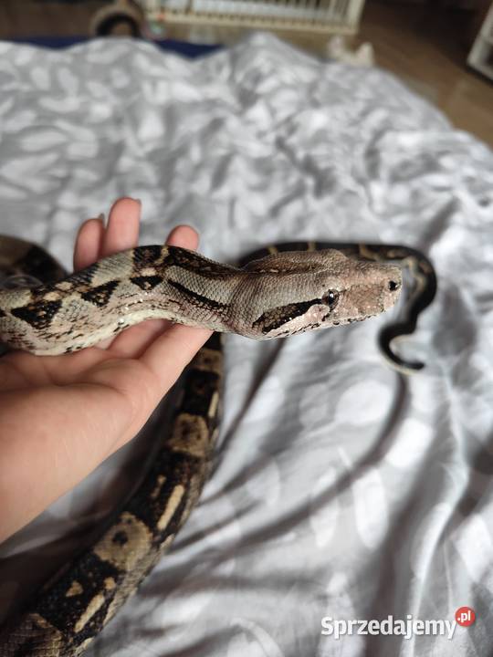 Samiec boa constrictorimperator Pruszków