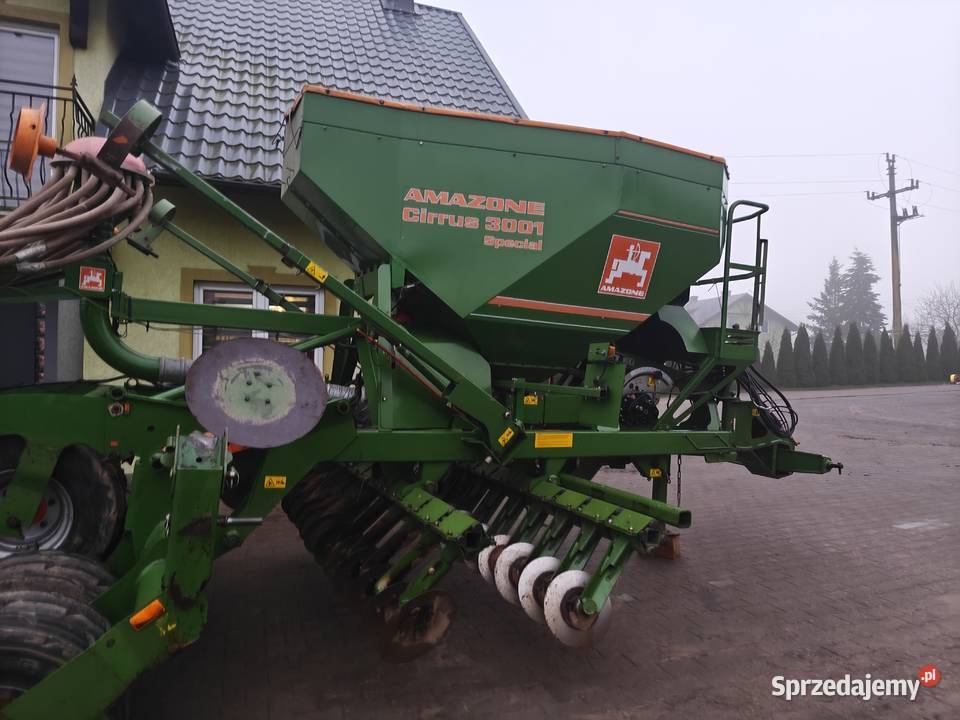 Siewnik Amozone Amazone pomorskie Ostrowite