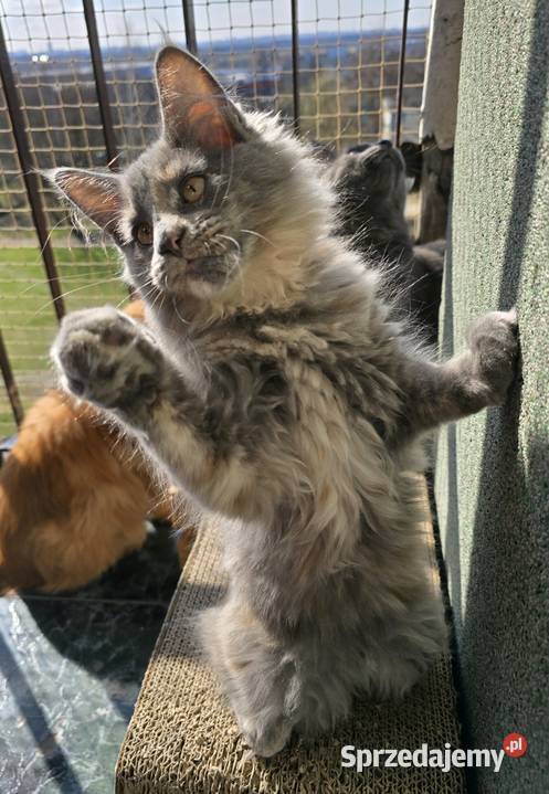 Niebieska Szylkretka Kotka Maine Coon FPL