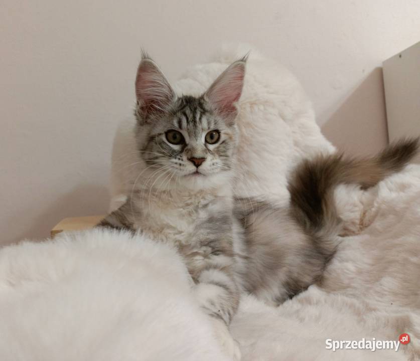Srebrna Tygryska Maine coon Wrocław