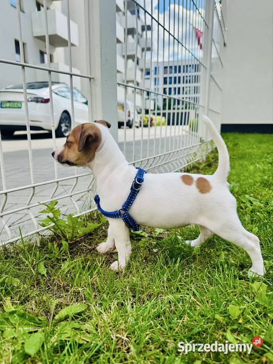 Urocza sunia Jack Russell Terrier Rodowód Poznań