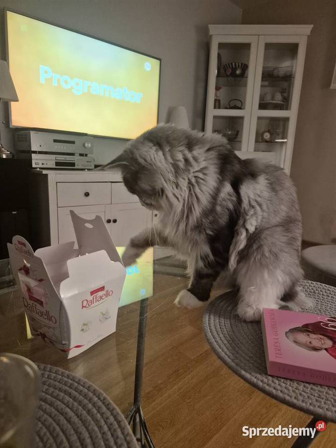 Maine coon kocurek Mała Nieszawka