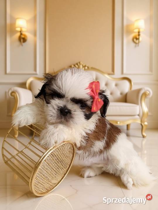 GOTOWA DO ODBIORU piękna suczka rasy ShihTzu Shih Tzu Kępno