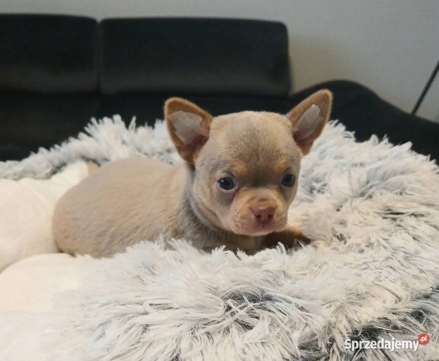 Piękny piesek chihuahua mazowieckie sprzedam