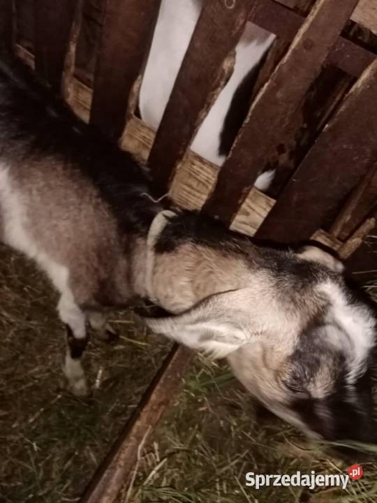 Sprzedam kozę z mlekiem Pilzno