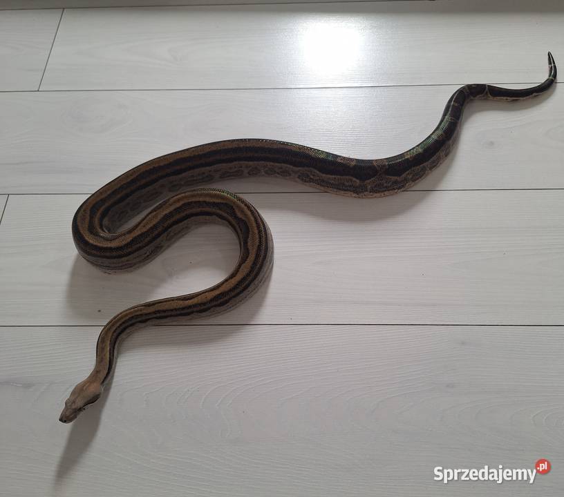 Boa constrictor imperator samiec Lublin