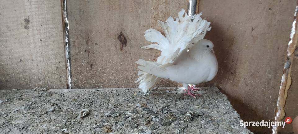 Sprzedam gołębie ozdobne lubelskie Tokarówka