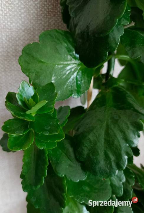 Roślina doniczkowa kalanchoe Łódź