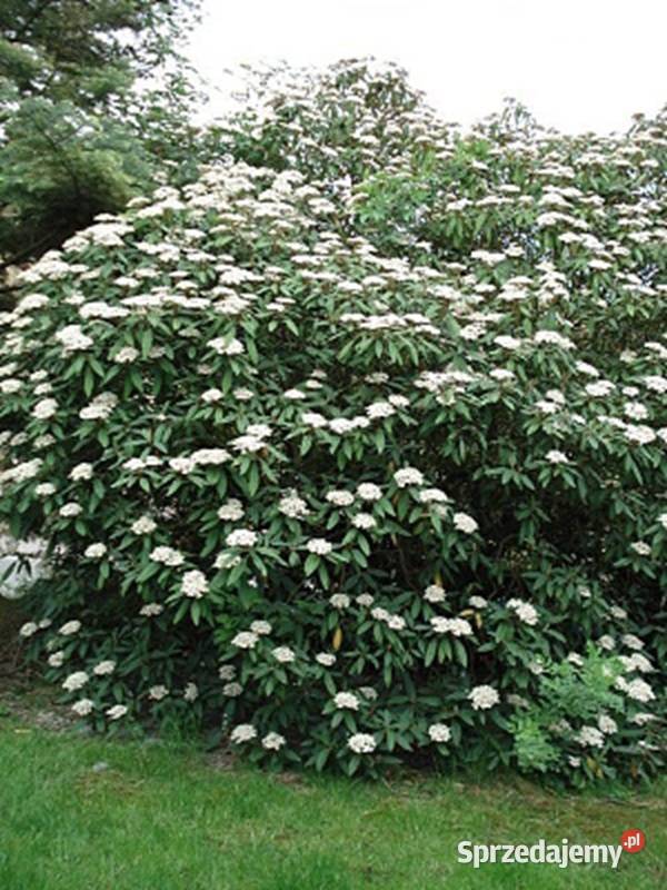 KALINA SZTYWNOLISTNA Viburnum rhytidophyllum Nasiona Lubanie sprzedam
