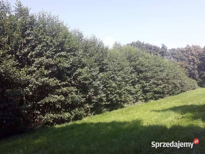 Miejsce na pasiekę sprzedam