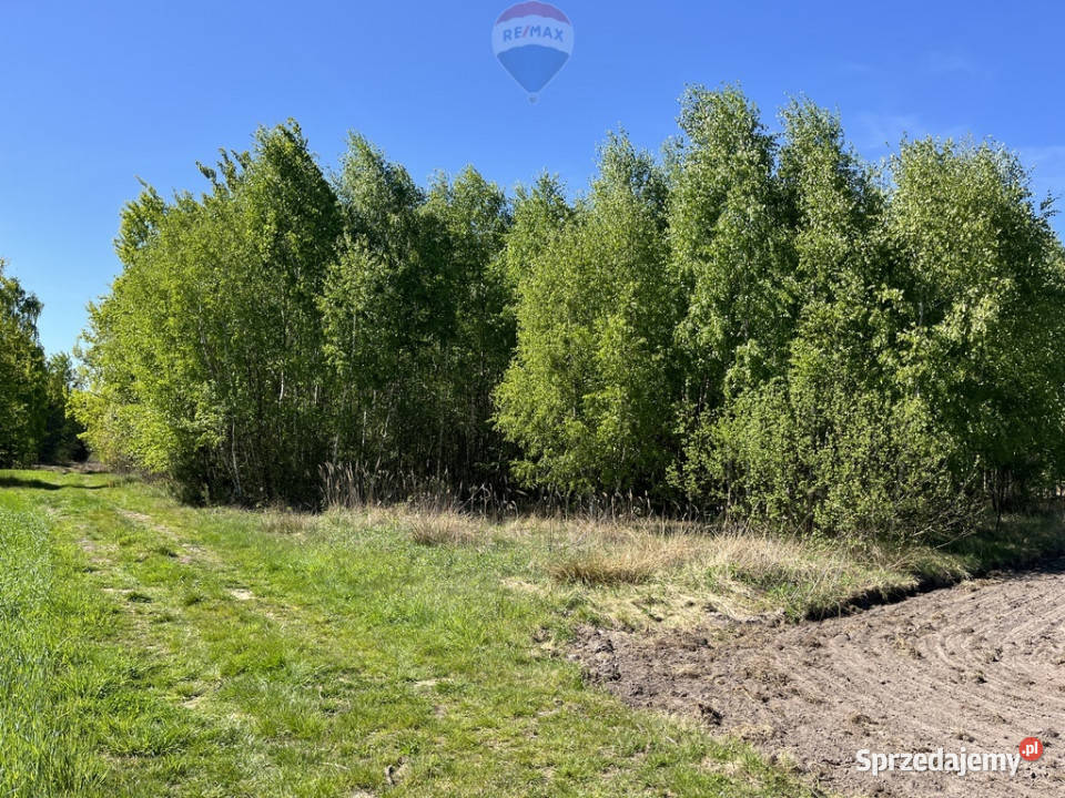 Działka rolna z samosiejkami mazowieckie Pustelnik