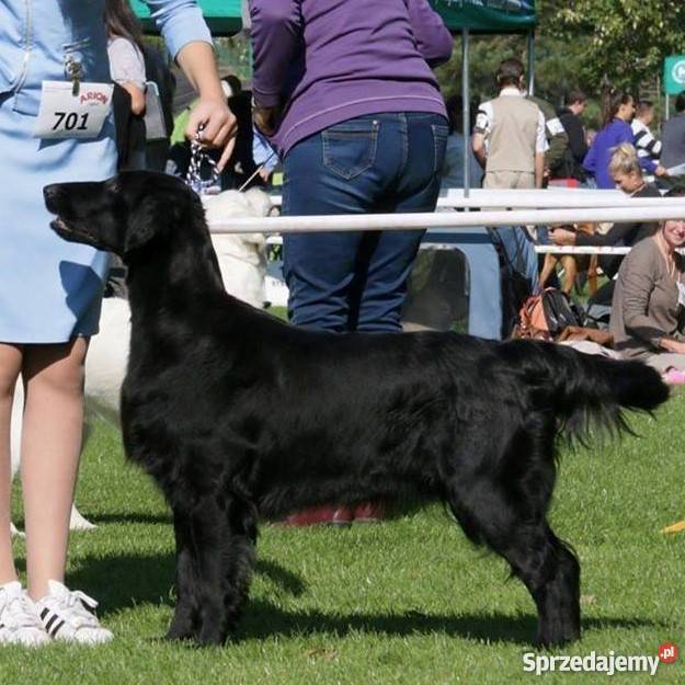 Szczeniaki Flat Coated Retriever Zwierzęta Orzesze