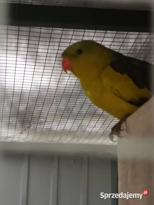 papuga górska para Nowe