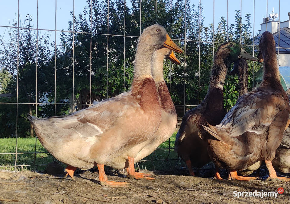 Kaczątka Kaczka ruańska rouen linia wystawowa Iwonicz
