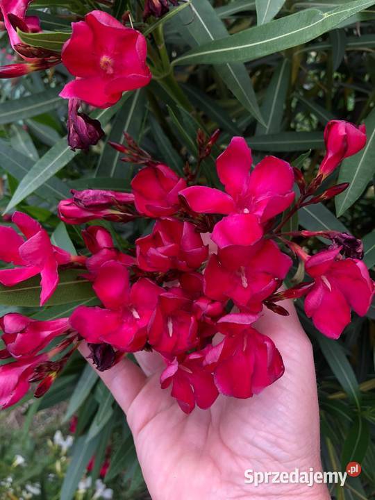 Oleander kremowy Skawina