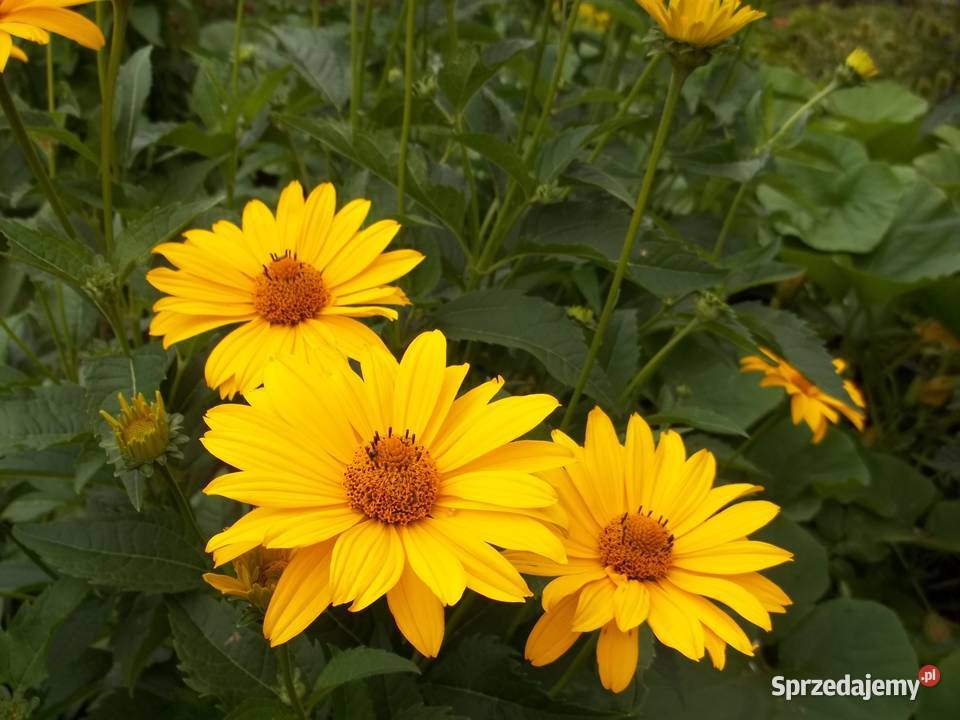 Irys syberyjski niebieskiZłocień ClaraCurtis sprzedam