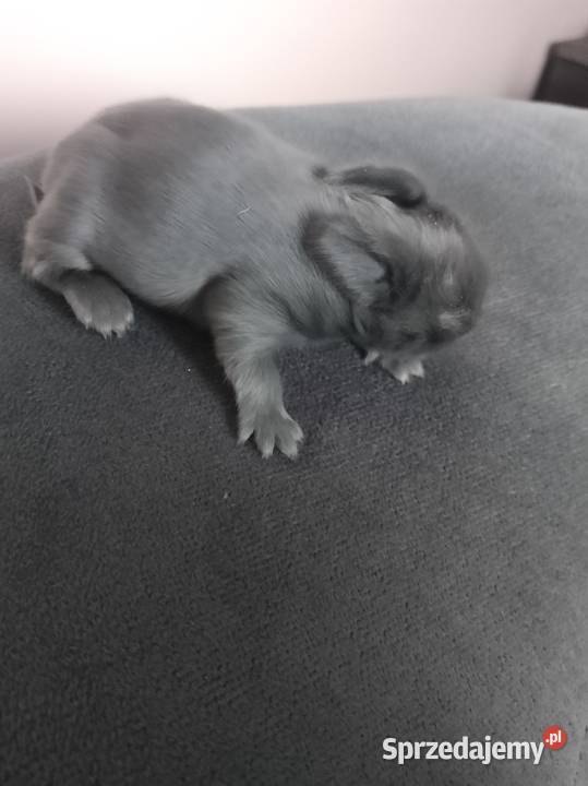 Króliczki miniaturki Żytniów