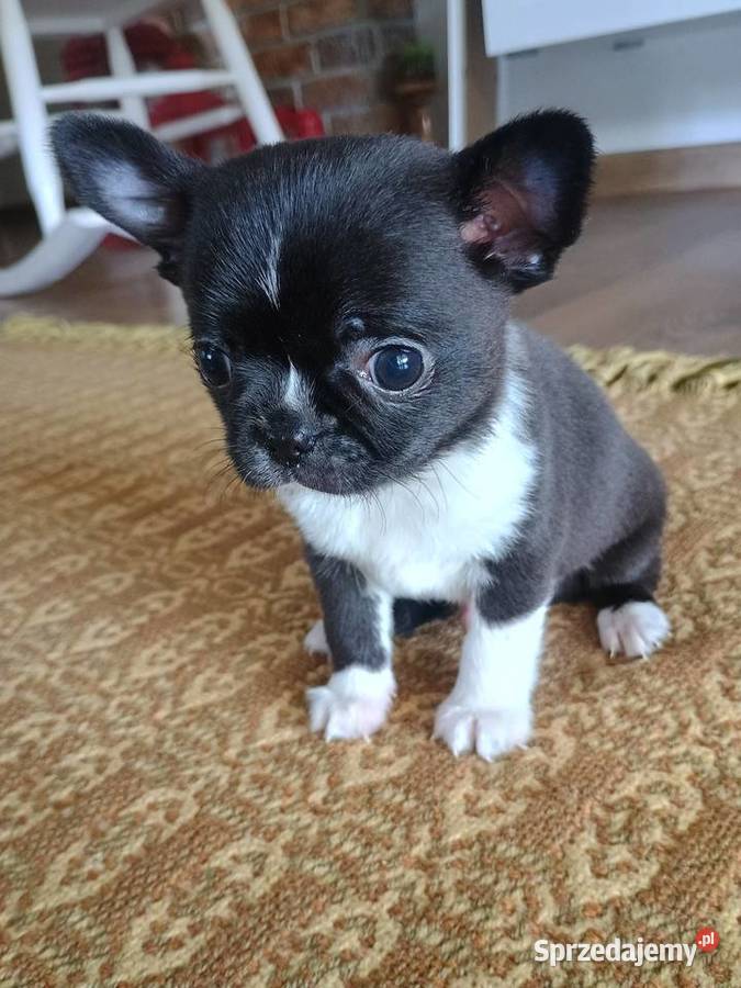 Chihuahua malutki xxs gorzka czekolada Chihuahua Radomsko