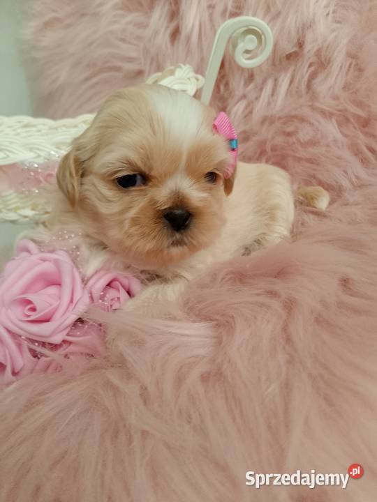 Suczka rasy ShihTzu sprzedam