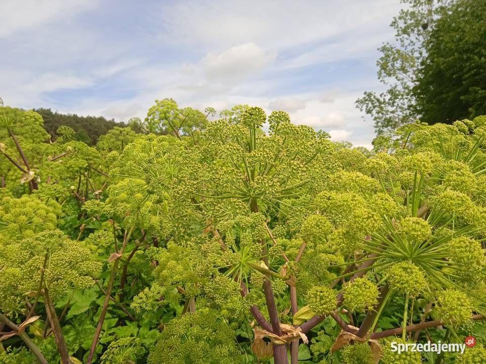 Arcydzięgiel litwor nasiona sprzedam