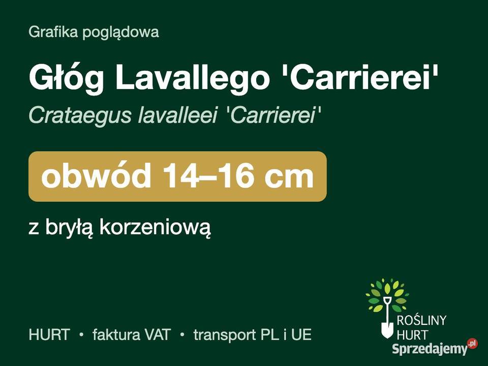 Głóg Lavallego Carrierei obwód 1416 z bryłą HURT Liściaste wielkopolskie