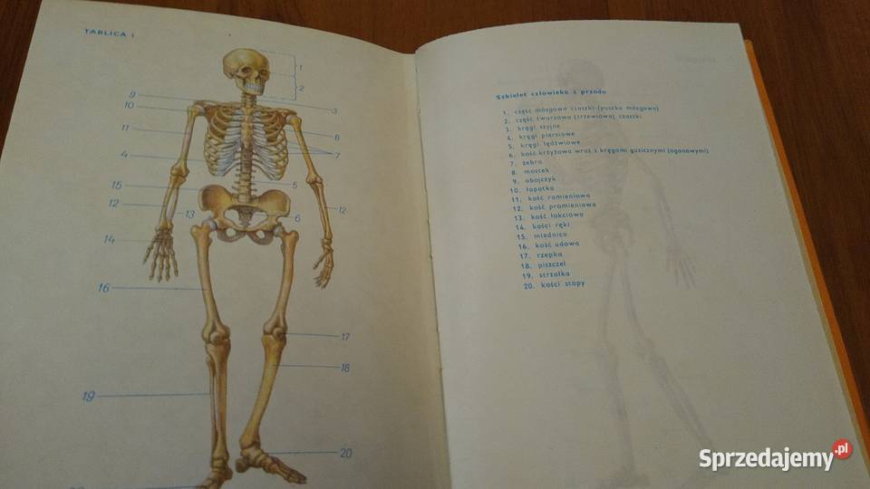 Nauka o człowieku klasy 8 podręcznik VIII Wanda biologia Gdańsk