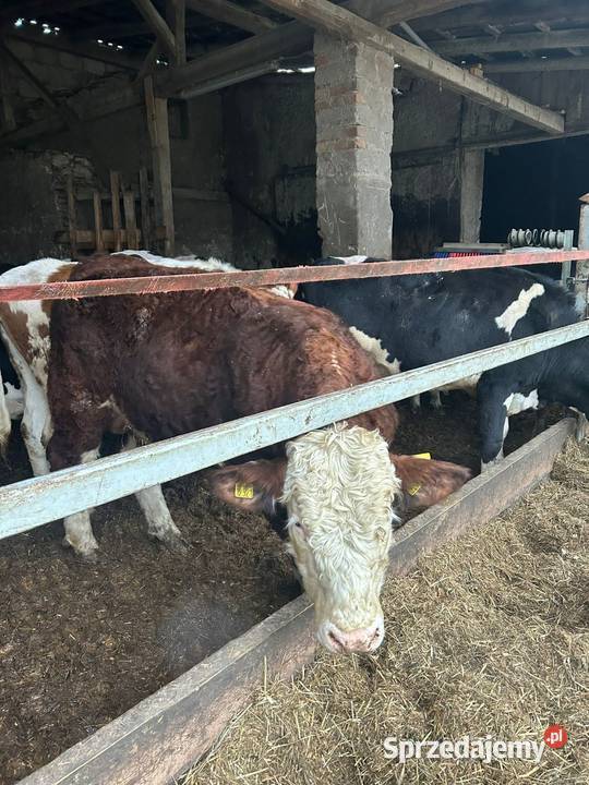 Siewnik do kukurydzy śrutownik i mieszalnik do Strzelce Opolskie