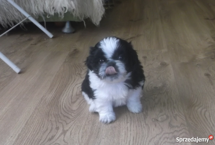 shih tzu Katarzynopole