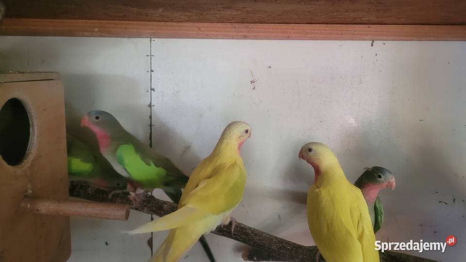 Papugi księżniczki walii Wieliczka