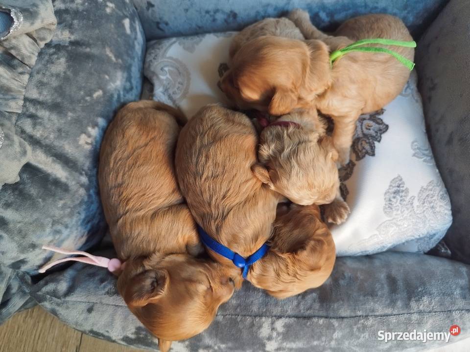 Cavapoo f1b Kraków