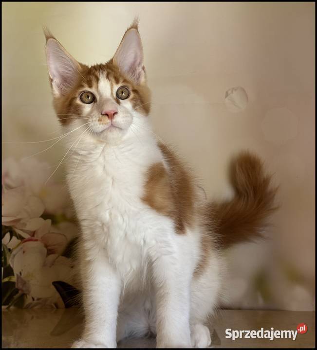 Kocurek Maine Coon Windor Już do odbioru Maine Coon małopolskie Kraków sprzedam