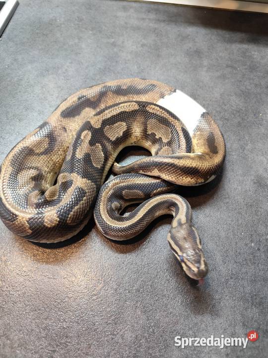 Pyton królewski samiec Piebald Pruszków sprzedam