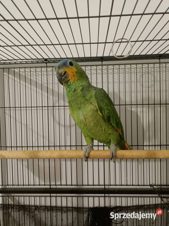 Papuga amazonka parka Wyszków sprzedam