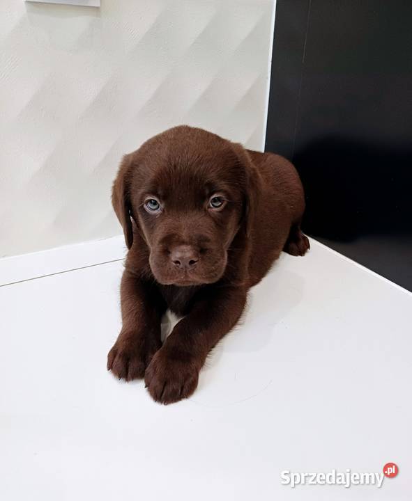 Labrador Retriever Leszno