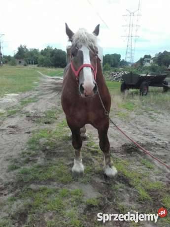 Sprzedam ogiera Zimnokrwistego BULIDEL Brzezie