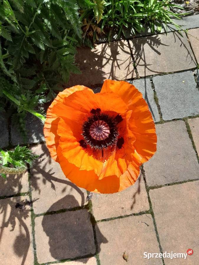 Mak wschodni Papaver orientale nasiona 025g