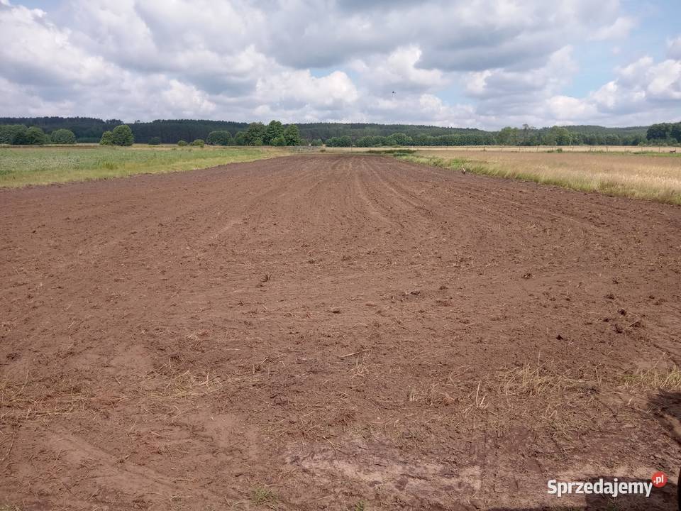 Brony polowe zębatki 3 Radnica sprzedam