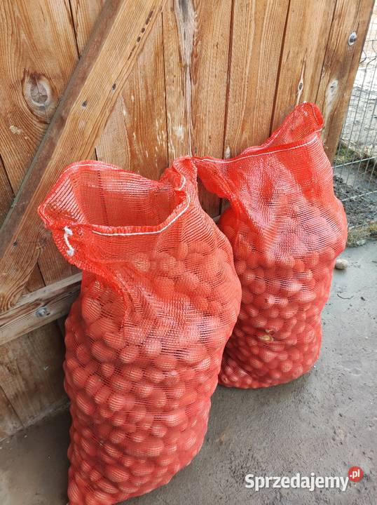 Ziemniaki paszowe Jarząbkowice