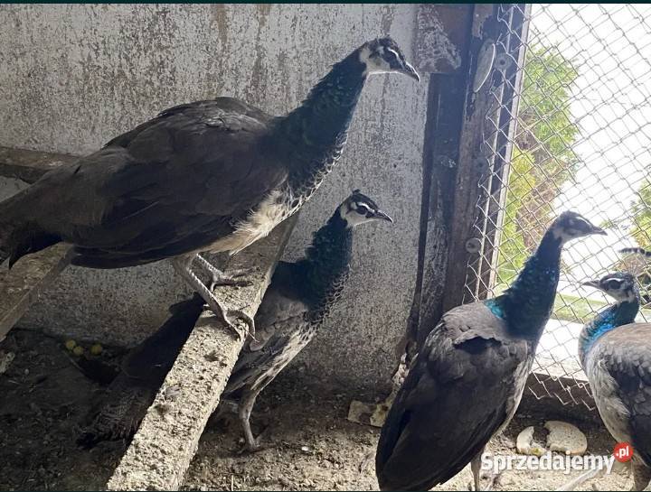 Sprzedam pawie samice podkarpackie Kolbuszowa