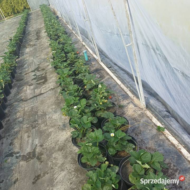 Sprzedam Flanc Truskawki powtarzalne Zamość