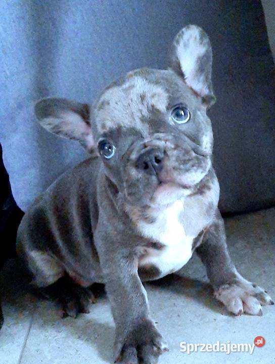 Buldog francuski pieski Pabianice