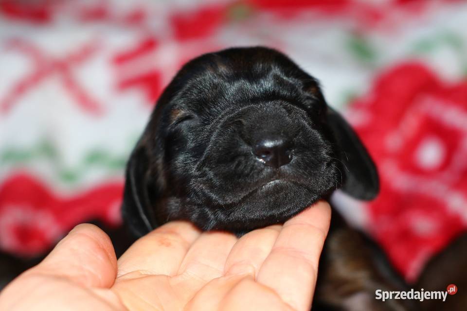 Posokowiec bawarski Strzeleczki